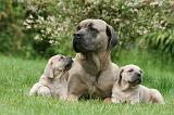 CANE CORSO 1098